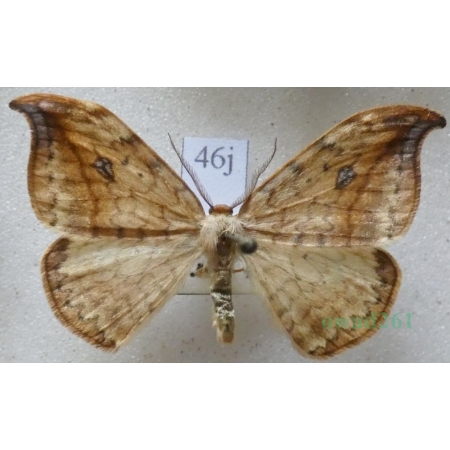 Drepana falcataria (Linnaeus, 1758) male Wycinka sierpianka Czech46j